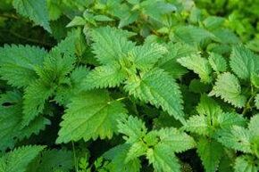 Herbes pour augmenter la puissance