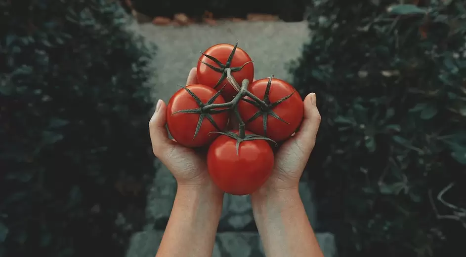 tomates pour le pouvoir